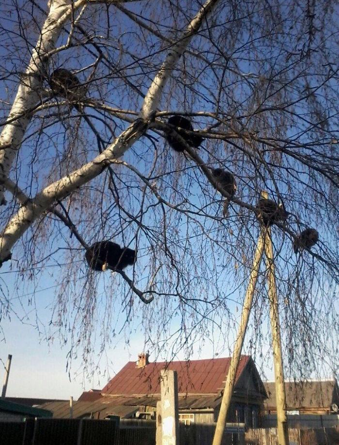當一棵樹上爬滿了貓，它們上去就下不來了