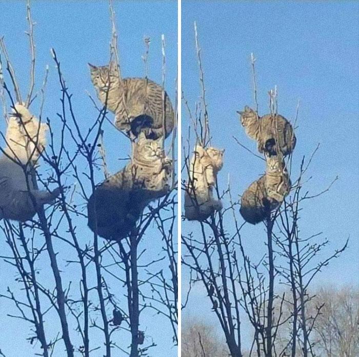 當一棵樹上爬滿了貓，它們上去就下不來了