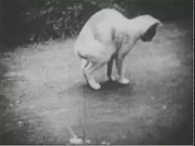 1952年，5萬多隻貓集體跳海自殺，背後隱藏著什麼？