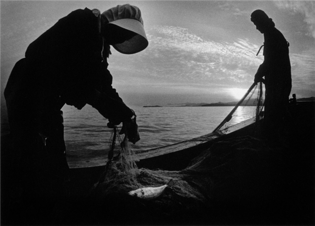 1952年，5萬多隻貓集體跳海自殺，背後隱藏著什麼？