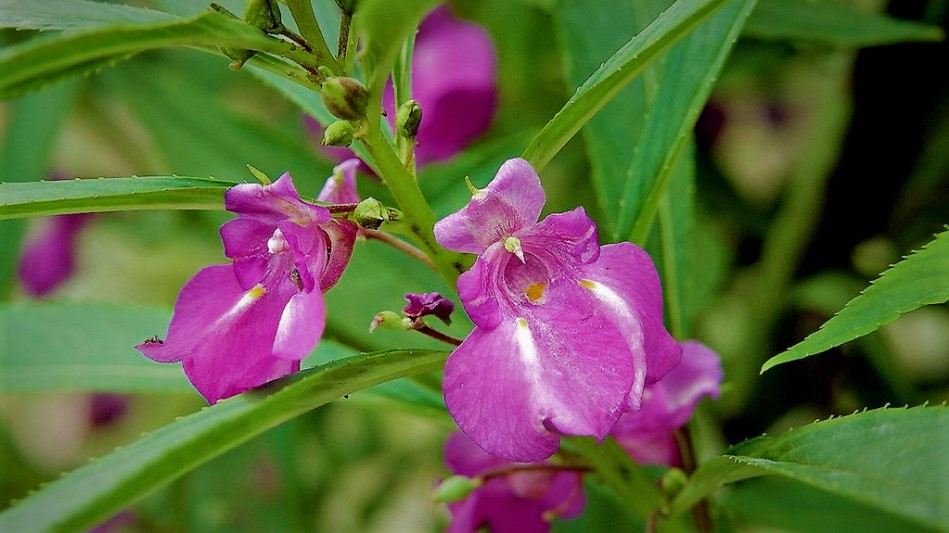 指甲草，鳳仙花，色染手指似紅芽