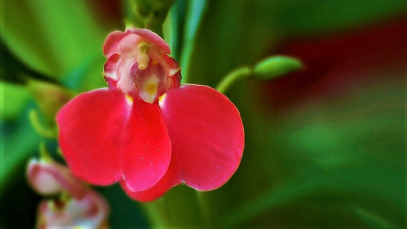 指甲草，鳳仙花，色染手指似紅芽