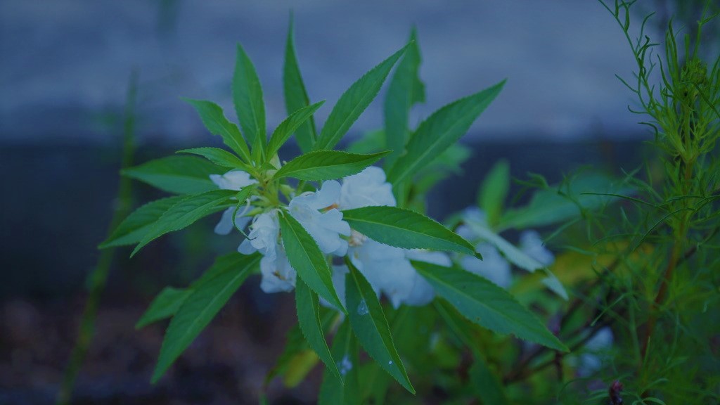 指甲草，鳳仙花，色染手指似紅芽