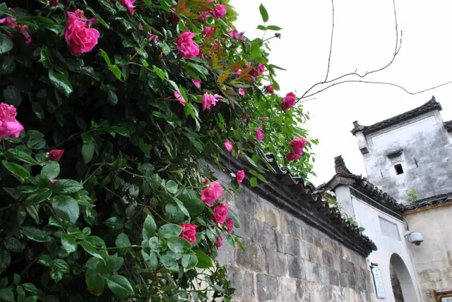 趁年輕一起去鄉下建座房子，造個院子，過想要的詩和遠方