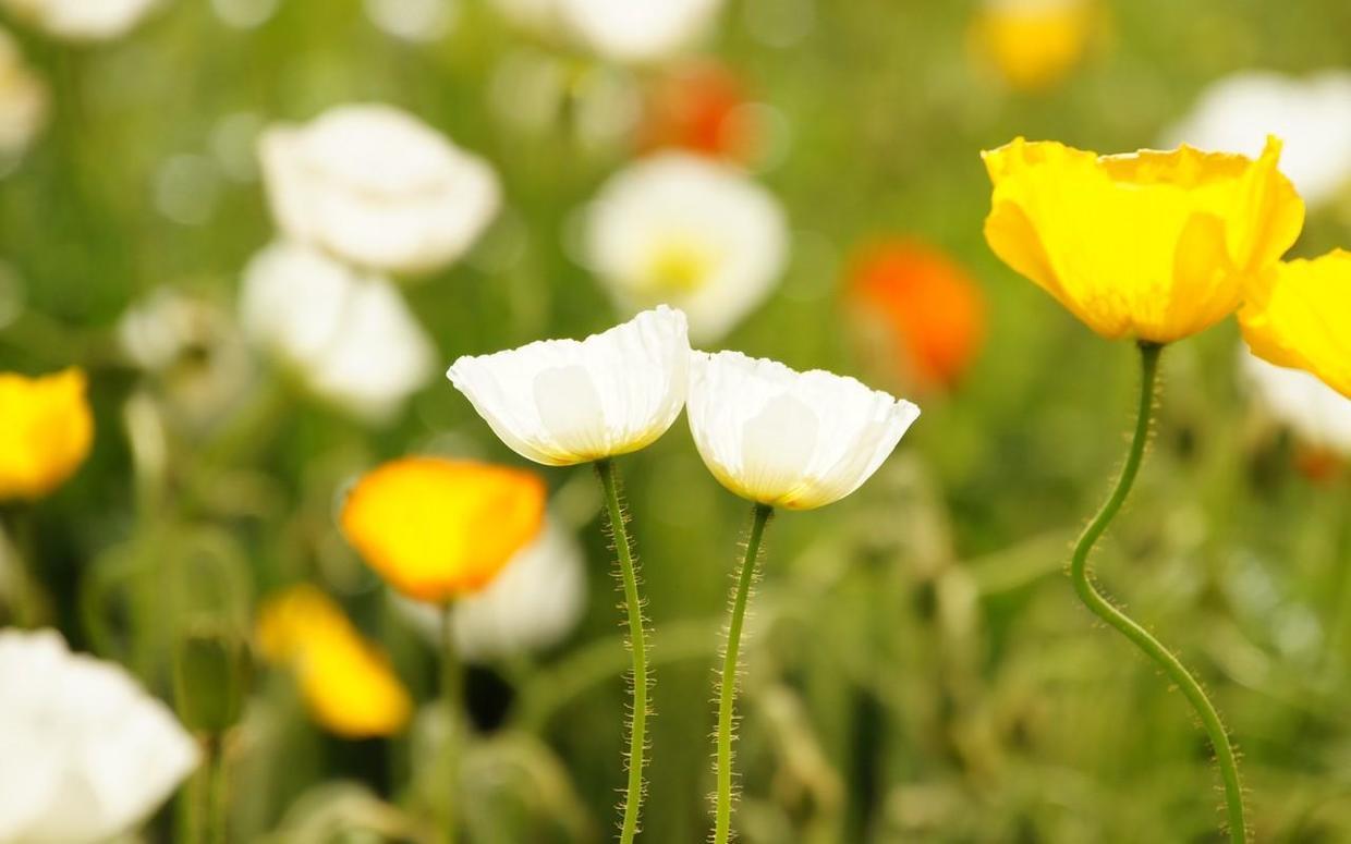 外人看摩羯真的難搞,摩羯在愛情中為何命運多舛?