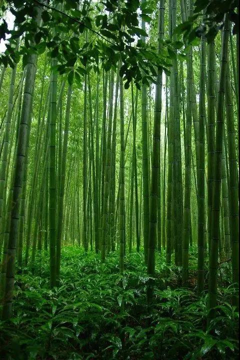 竹韻，養心養眼