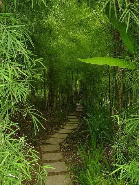 竹韻，養心養眼