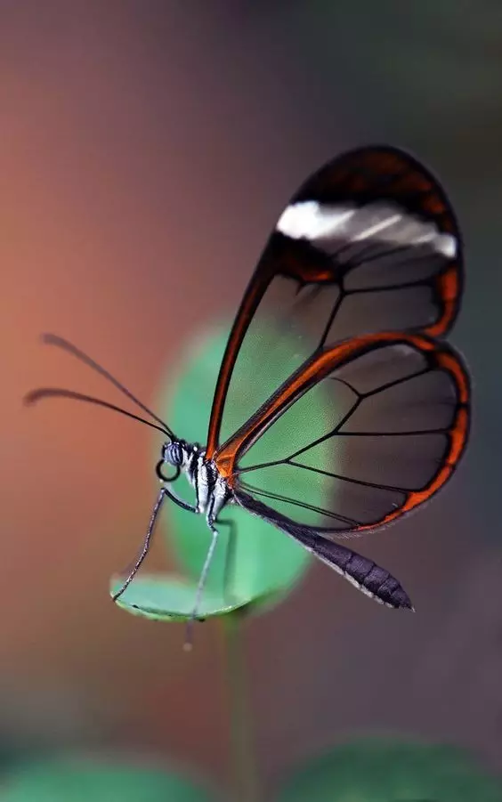 好美的透翅蝶：罕見的隱形翅膀