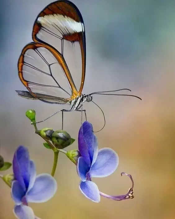 好美的透翅蝶：罕見的隱形翅膀