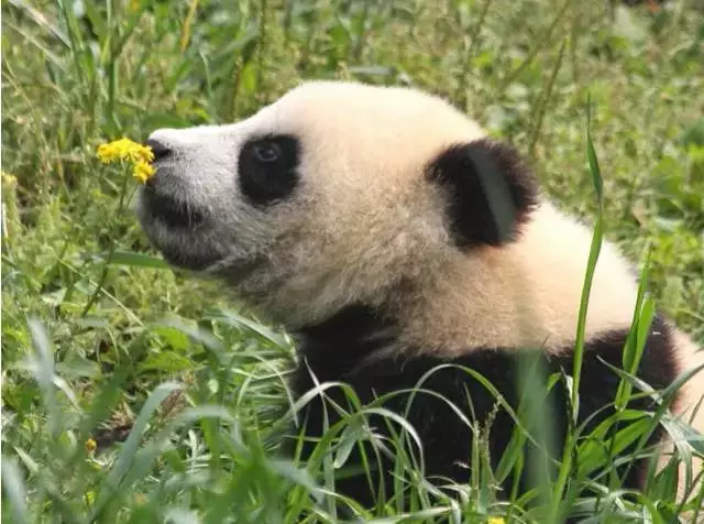 愛美之心動物也有之