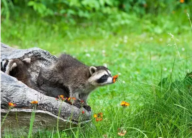 愛美之心動物也有之