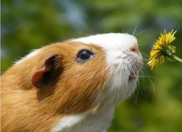 愛美之心動物也有之