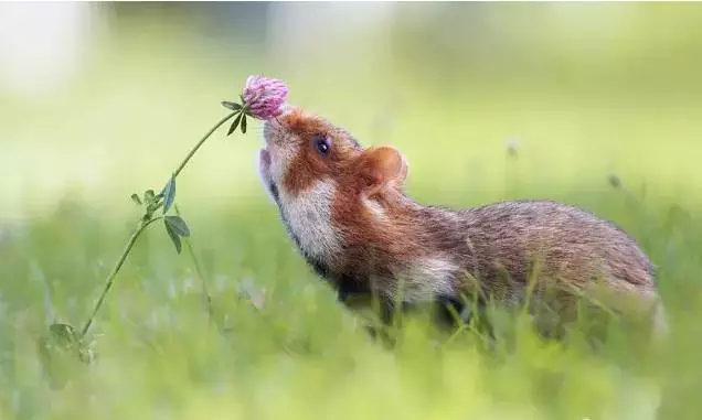 愛美之心動物也有之