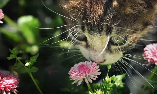 愛美之心動物也有之