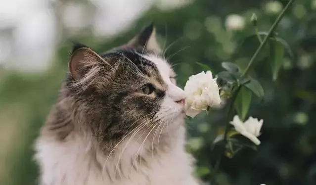 愛美之心動物也有之