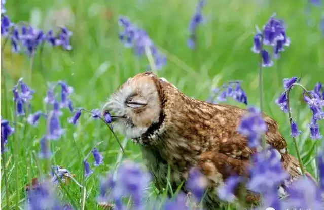 愛美之心動物也有之