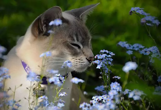 愛美之心動物也有之