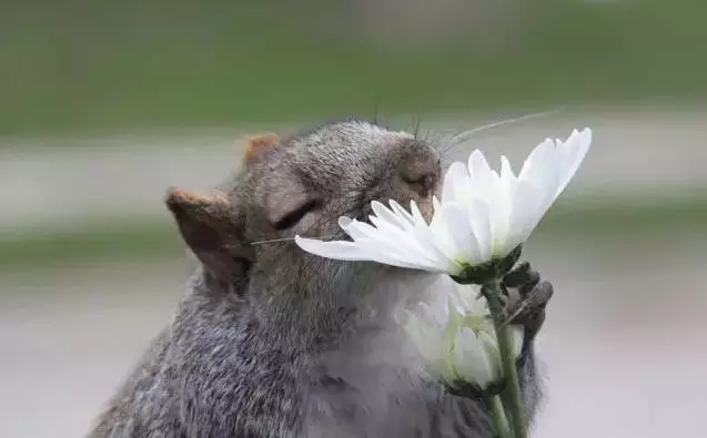 愛美之心動物也有之