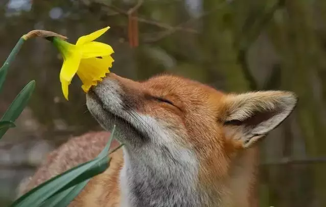 愛美之心動物也有之