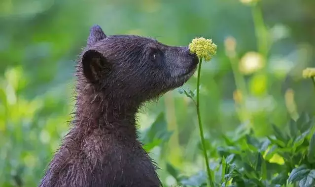 愛美之心動物也有之