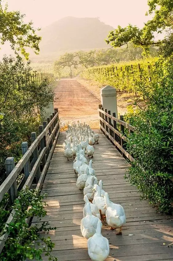 願在這樣的鄉間小院，守一樹花開，陪一人終老