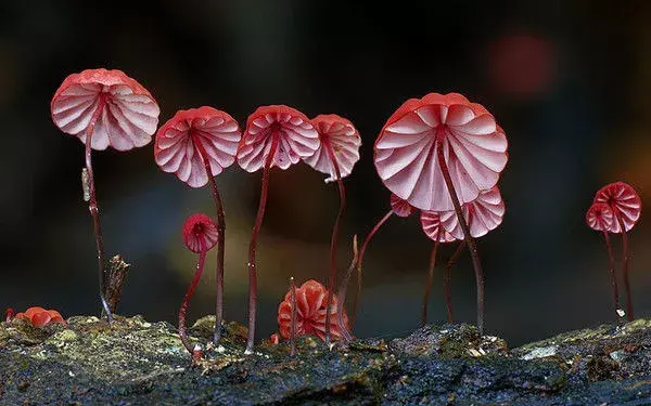 千奇百怪的蘑菇，有的竟然比花還漂亮