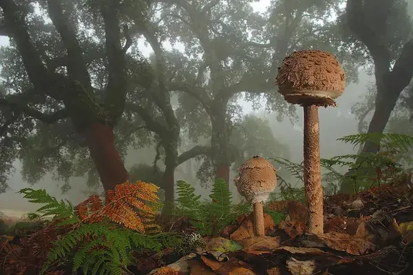 千奇百怪的蘑菇，有的竟然比花還漂亮