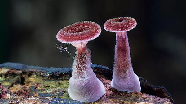 千奇百怪的蘑菇，有的竟然比花還漂亮