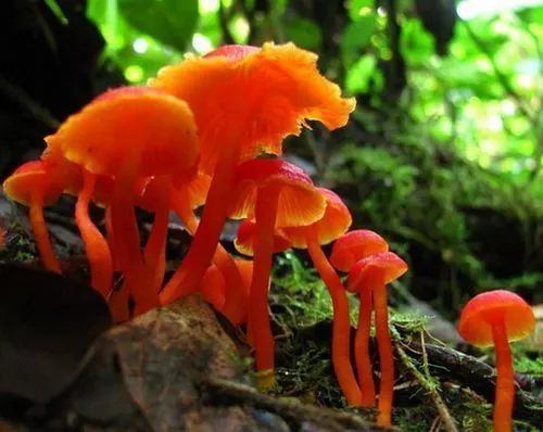千奇百怪的蘑菇，有的竟然比花還漂亮