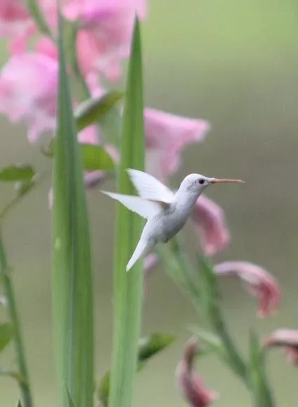 會變臉的小鳥