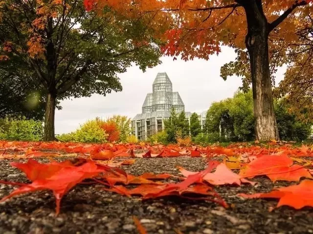 加拿大的秋天