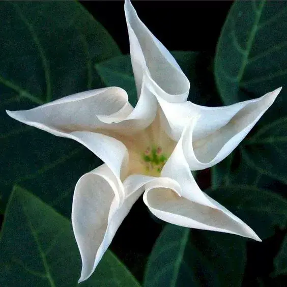 剛出爐的奇花照片！ 大自然真是太奇妙了