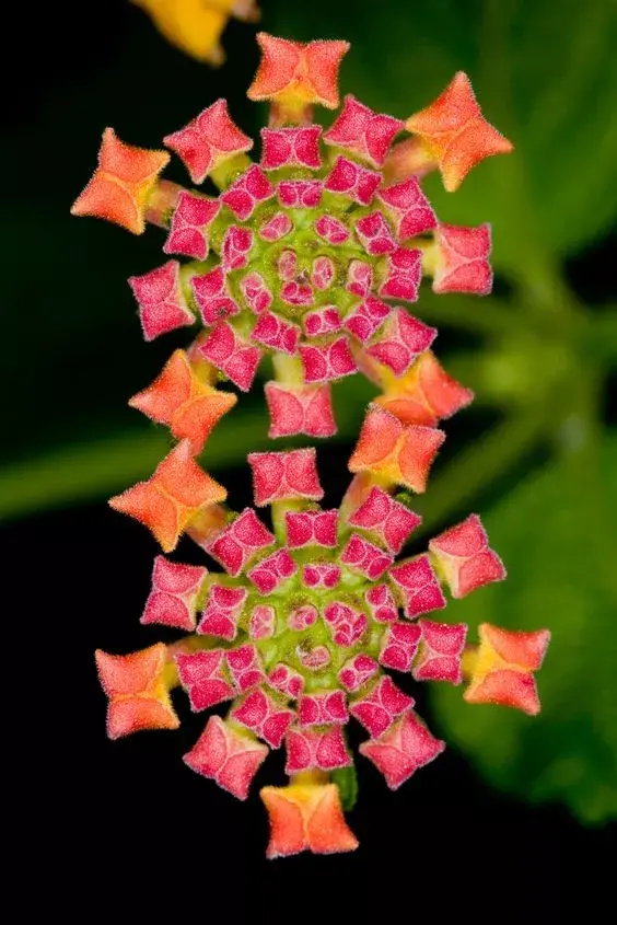 剛出爐的奇花照片！ 大自然真是太奇妙了