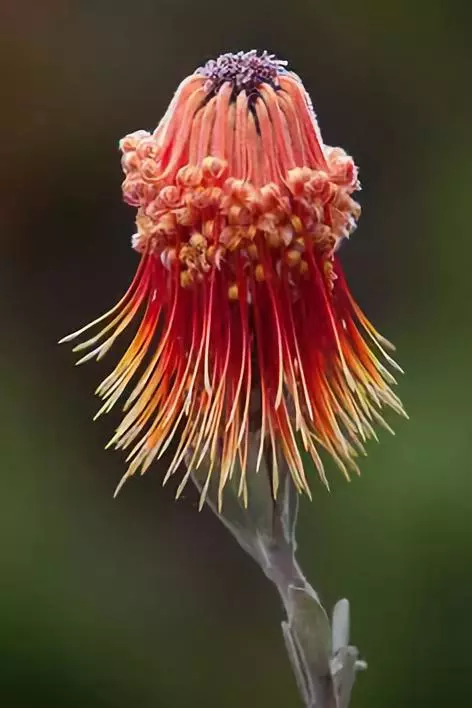 剛出爐的奇花照片！ 大自然真是太奇妙了