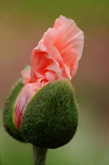 剛出爐的奇花照片！ 大自然真是太奇妙了