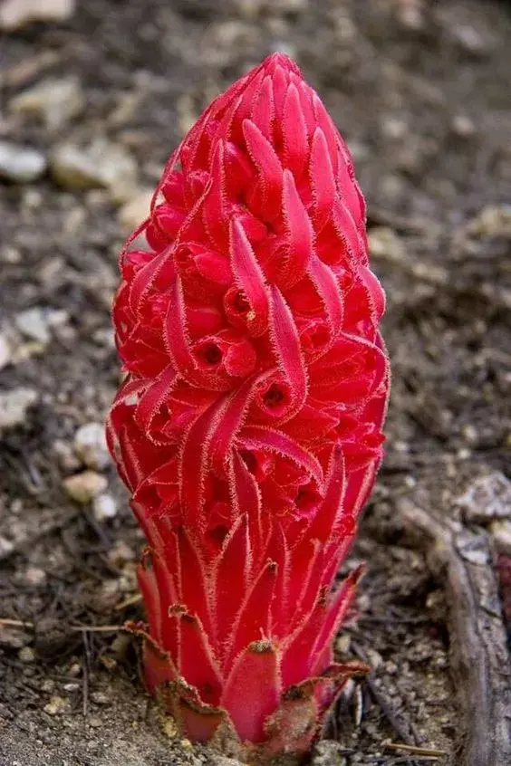 剛出爐的奇花照片！ 大自然真是太奇妙了