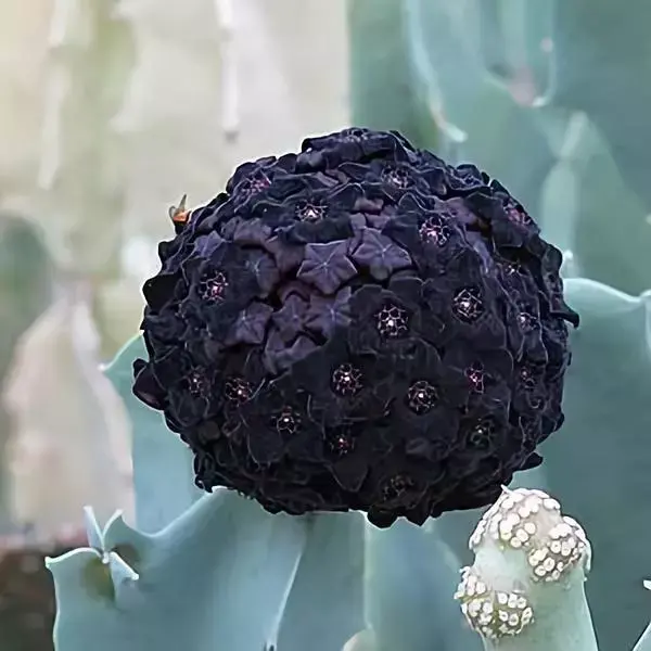 剛出爐的奇花照片！ 大自然真是太奇妙了