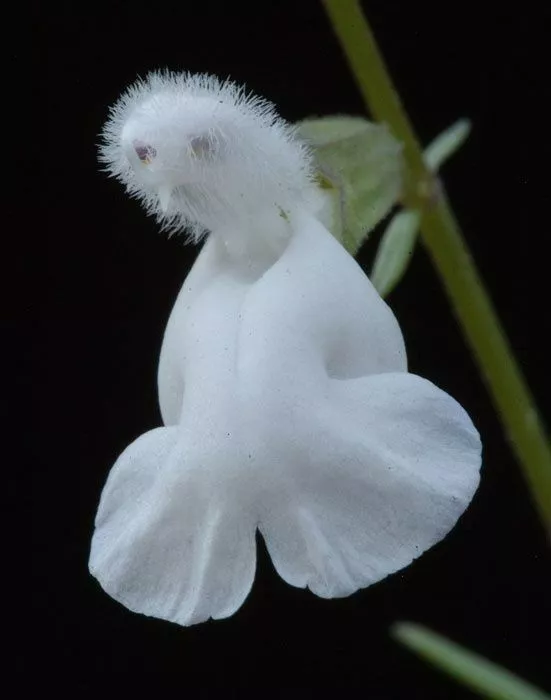 剛出爐的奇花照片！ 大自然真是太奇妙了