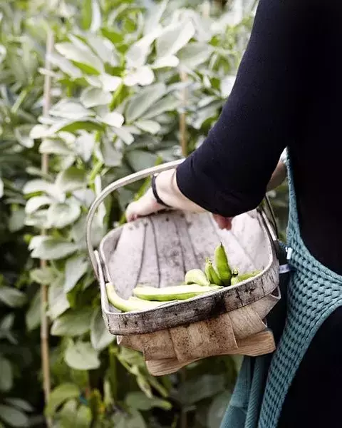 有個院子真好,種上瓜果蔬菜