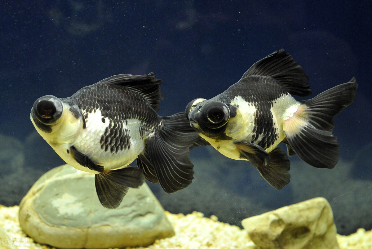 金魚幾天餵一次食？ 金魚的餵食要注意什麼？ 你不要隨意