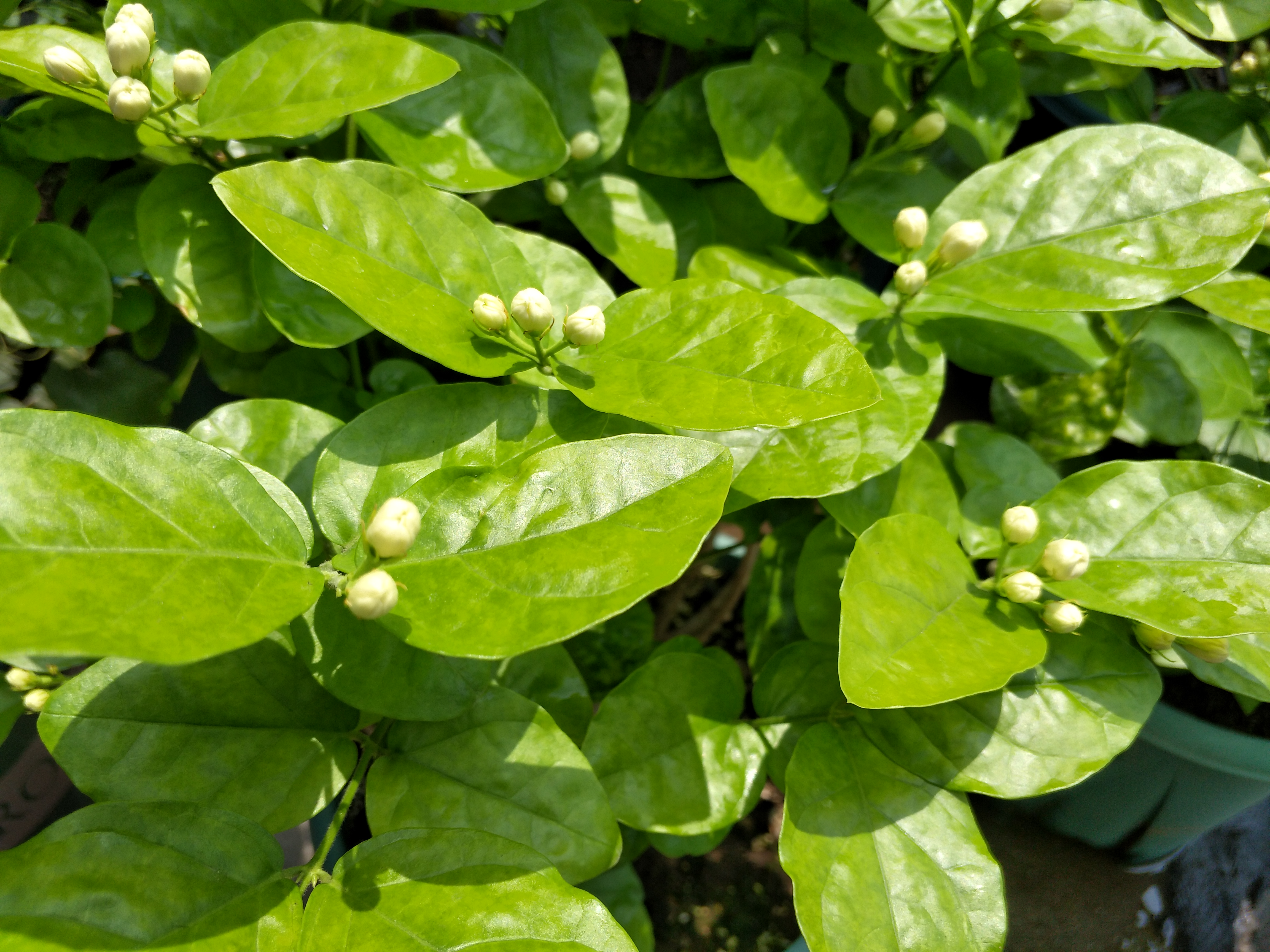 秋末了，別再用夏季的養殖方法養茉莉花，換一種方式，越冬無難度