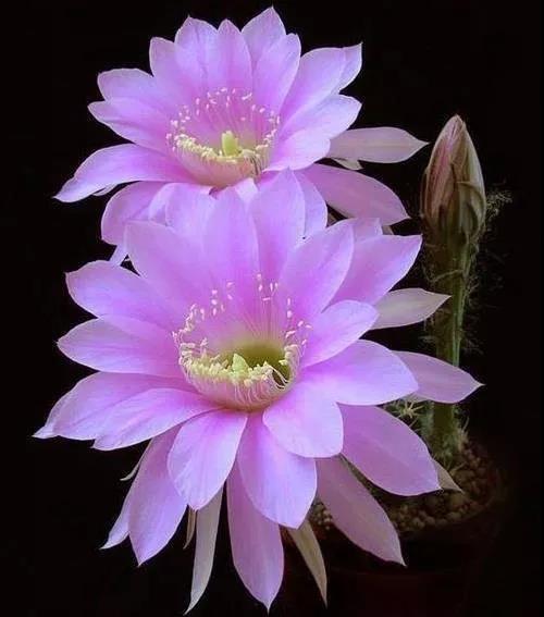 仙人花開，美