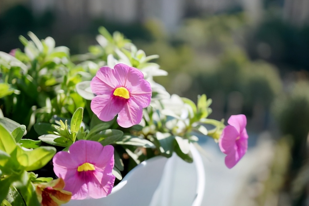 3種耐看、耐養的花，喜歡的花友別錯過，一年能開幾次花