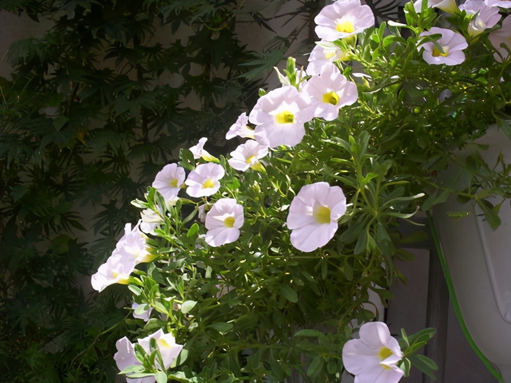 3種耐看、耐養的花，喜歡的花友別錯過，一年能開幾次花