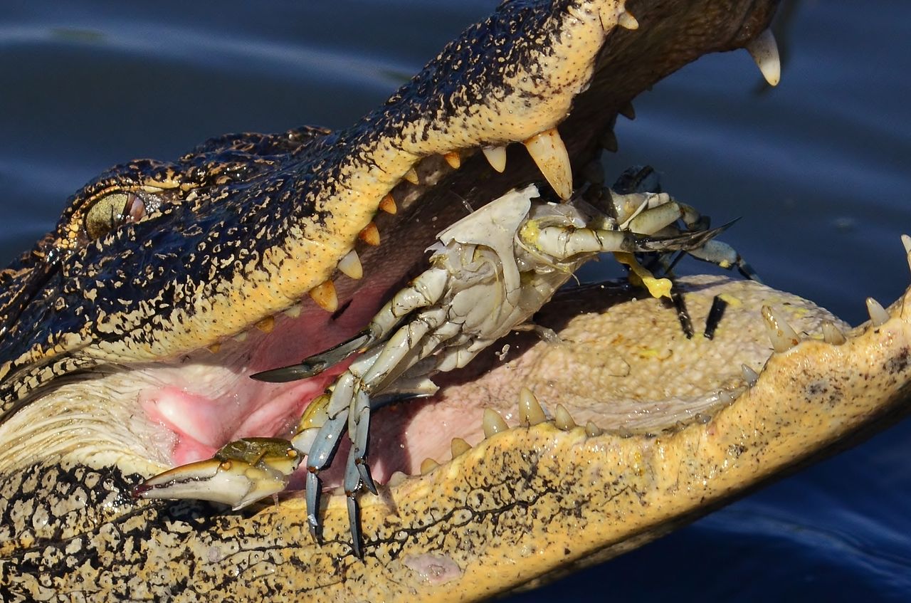 鱷魚被蒼鷺囫圇吞吃，整整掙扎了25分鐘，生命還有多少奇蹟？
