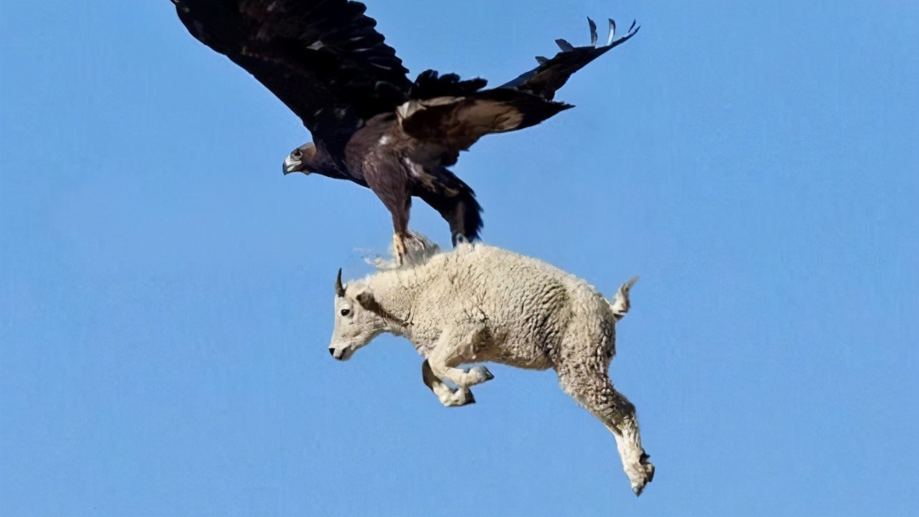 猛禽之王——金雕，能夠將羊抓上空中，沒有獵物能從它手上逃走