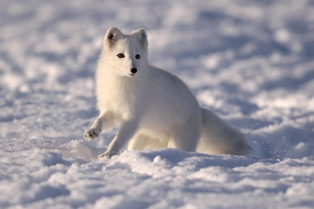 海冰融化，赤狐入侵，北極狐該何去何從？
