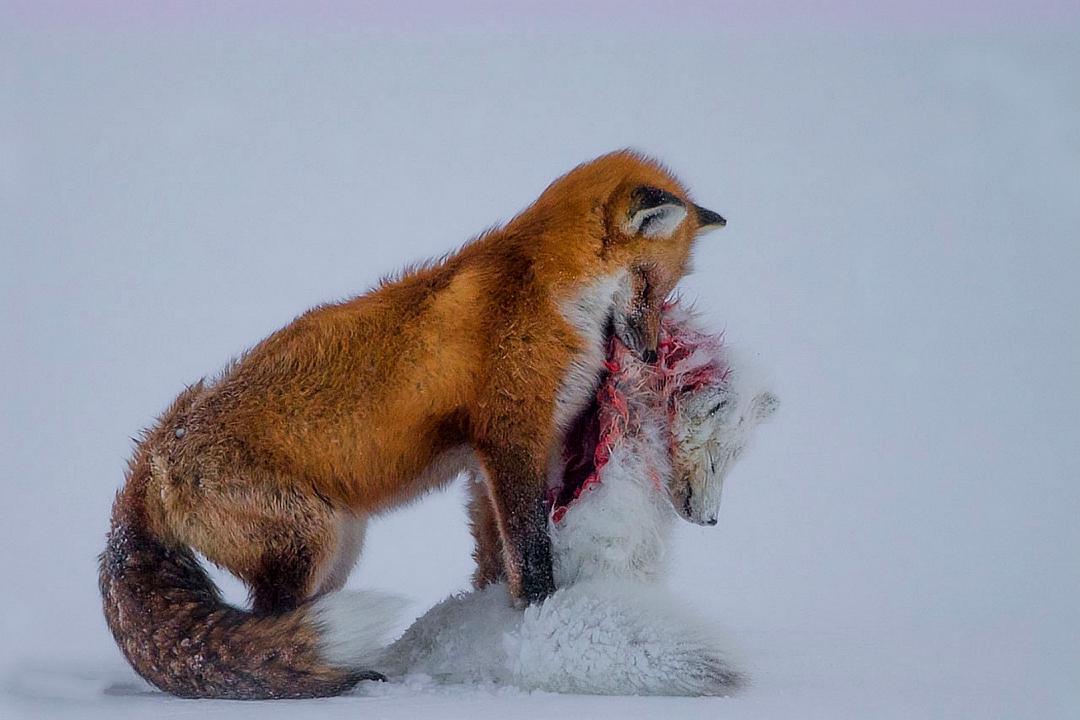 海冰融化，赤狐入侵，北極狐該何去何從？