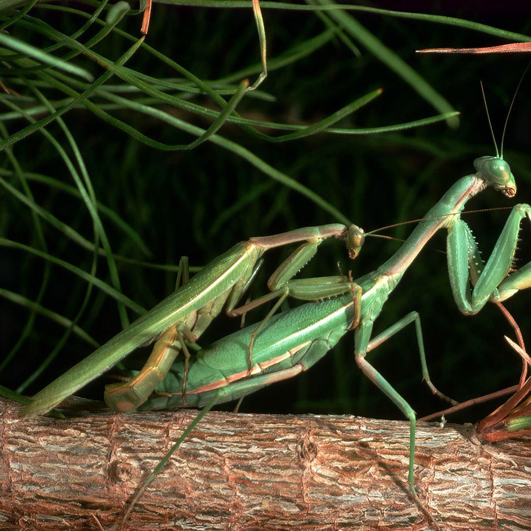 百隻雄螳螂求偶，活著離開的僅16只，被吃掉的風險高達84%？