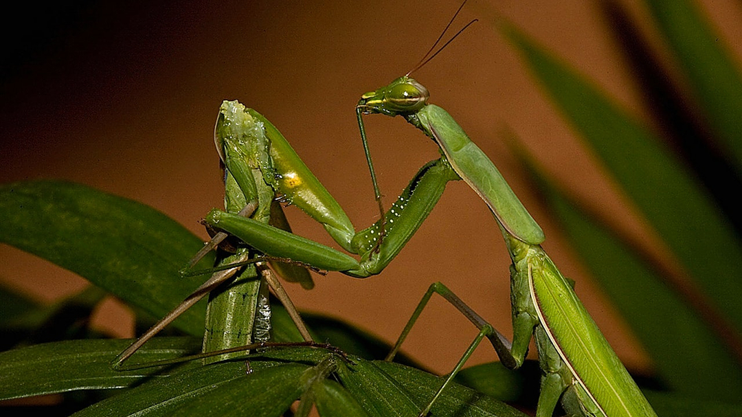 百隻雄螳螂求偶，活著離開的僅16只，被吃掉的風險高達84%？